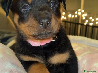 Rottweiler dogs - Advert 1