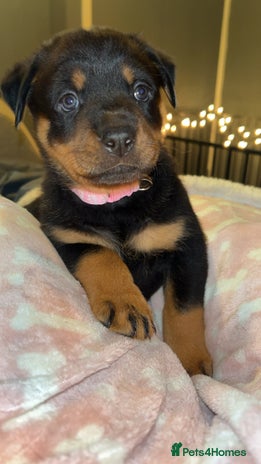 Rottweiler dogs - Advert 15