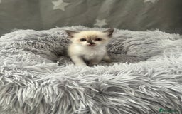 Ragdoll cats for sale: 7 Ragdoll kittens  - Image 7
