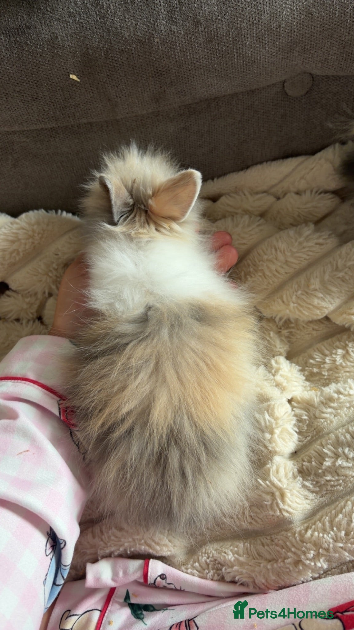 Lionhead rabbits Lionheads for sale  - Advert 6
