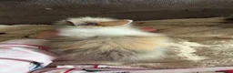 Lionhead rabbits for sale: Lionheads for sale  - Advert 1