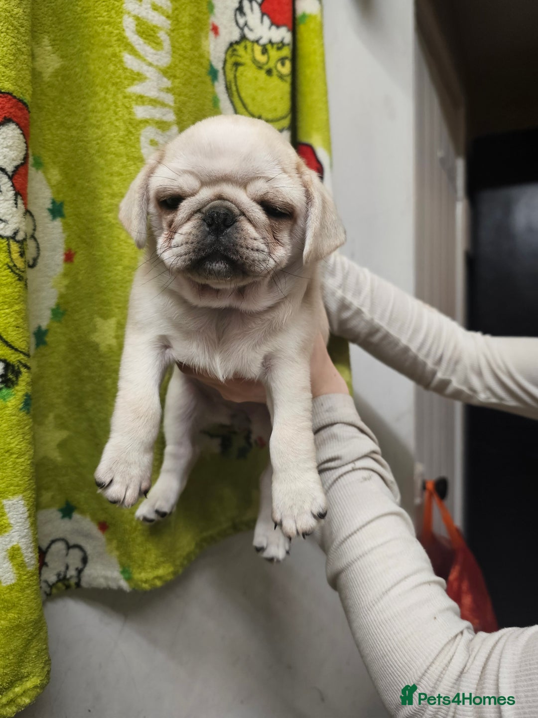 Pug dogs for sale: Gorgeous creamgirl and whiteboy pug ready toleave  - Advert 7