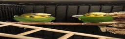 Budgerigars birds for sale: Donating a pair of bonded budgies  in Cannock - Advert 3