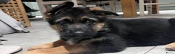 German Shepherd dogs for sale: KC reg German shepherd puppies  - Advert 8