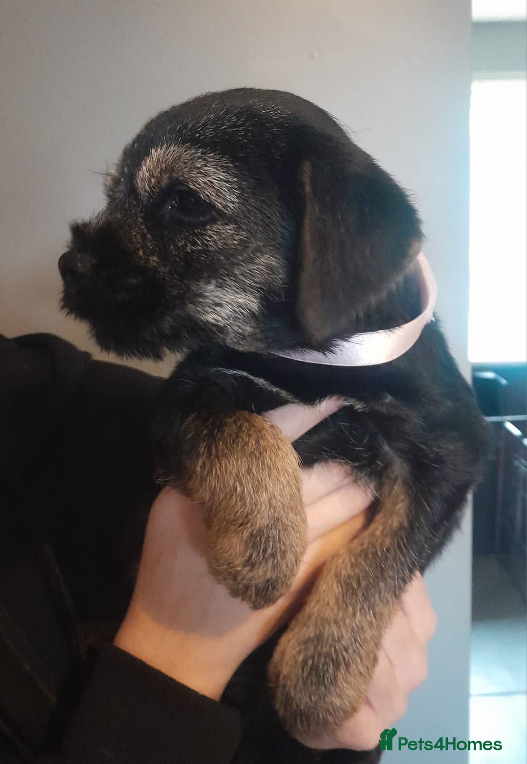 Border Terrier dogs for sale: Kc Reg Border Terrier Puppies  - Advert 2