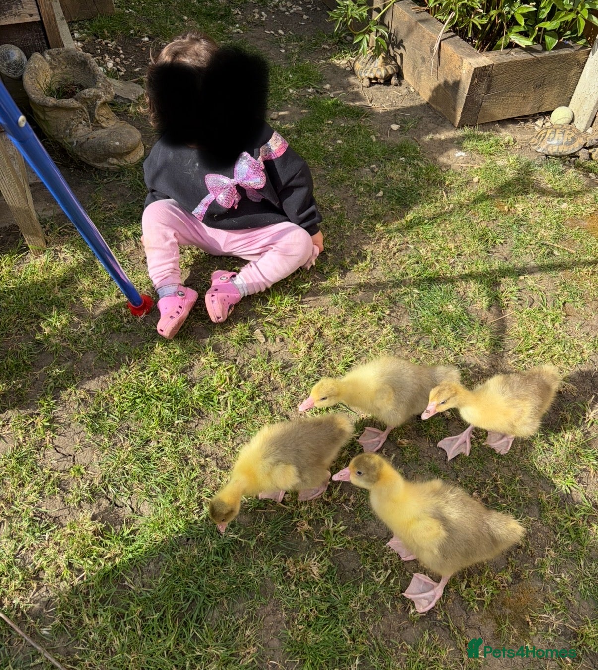 Geese poultry Beautiful Goslings - Advert 2