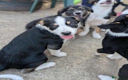 Mixed Breed dogs for sale: Labrador X border collie puppies  - Image 5