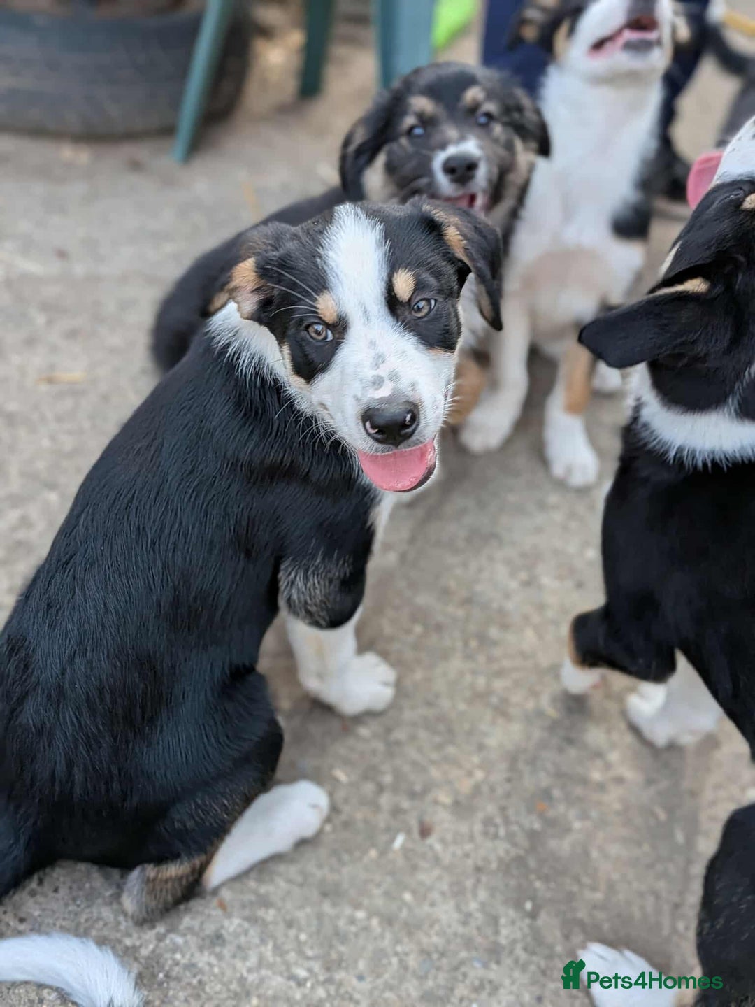 Mixed Breed dogs for sale: Labrador X border collie puppies  - Image 5