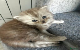 Persian cats for sale: Persian Kittens for Sale 💙✨ - Image 3