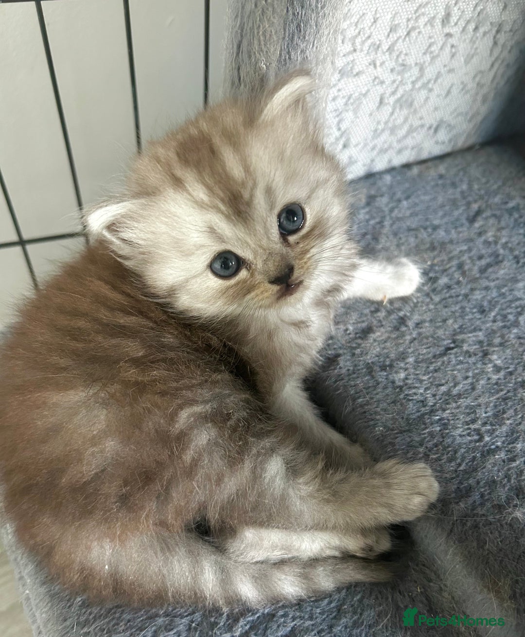 Persian cats for sale: Persian Kittens for Sale 💙✨ - Image 3