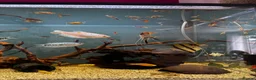 Angelfish fish for sale: Full set up fish tank fluval visi 202 l  in Worksop - Advert 8