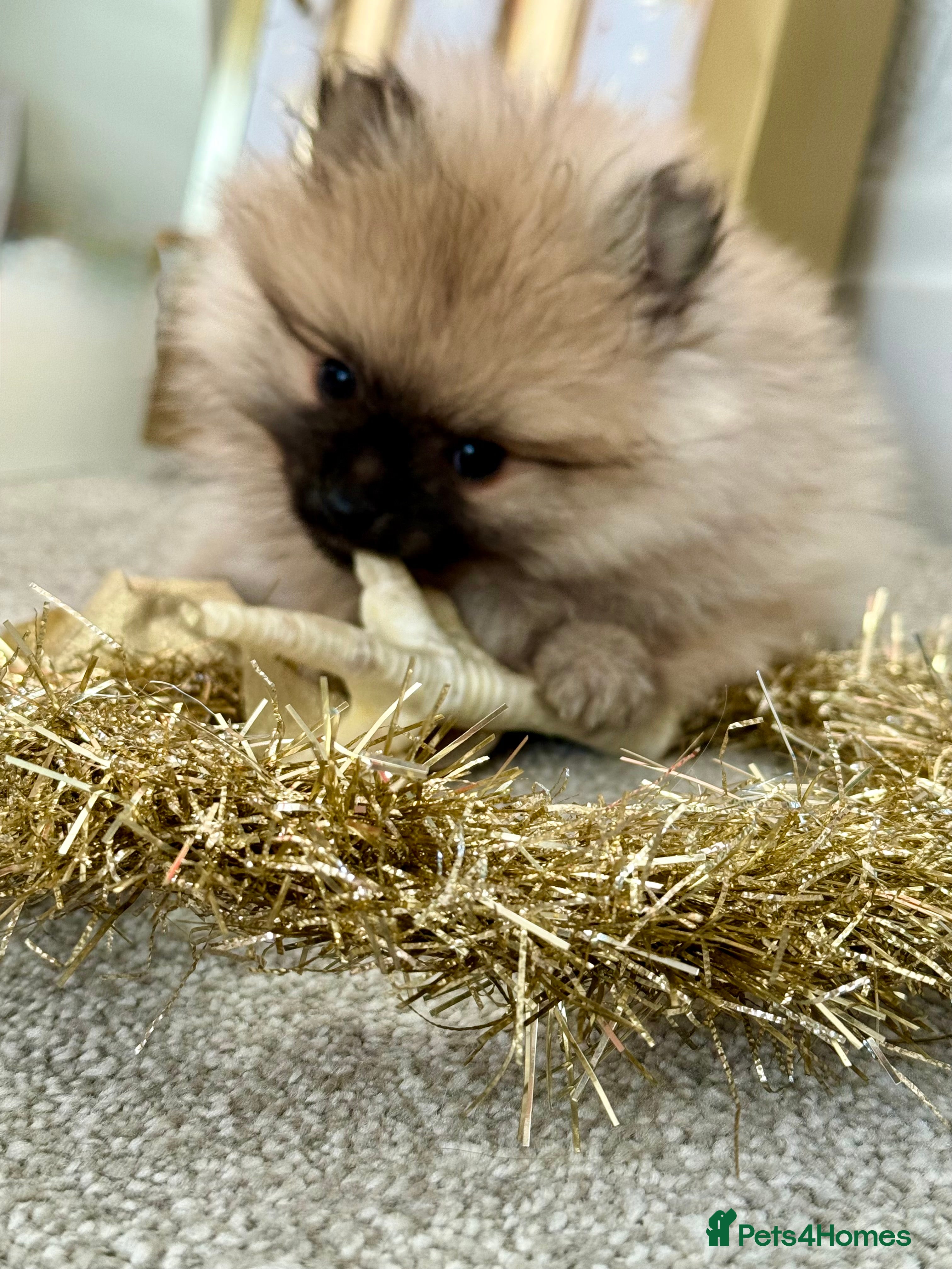 Pomeranian dogs Pomeranian puppies for sale - Advert 11