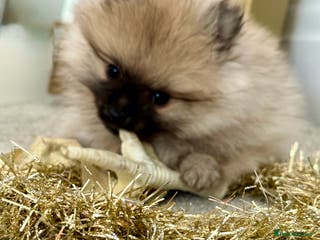 Pomeranian dogs Pomeranian puppies for sale - Advert 11