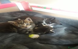 Mixed Breed cats for sale: 3 beautiful kittens  in Wakefield - Image 1