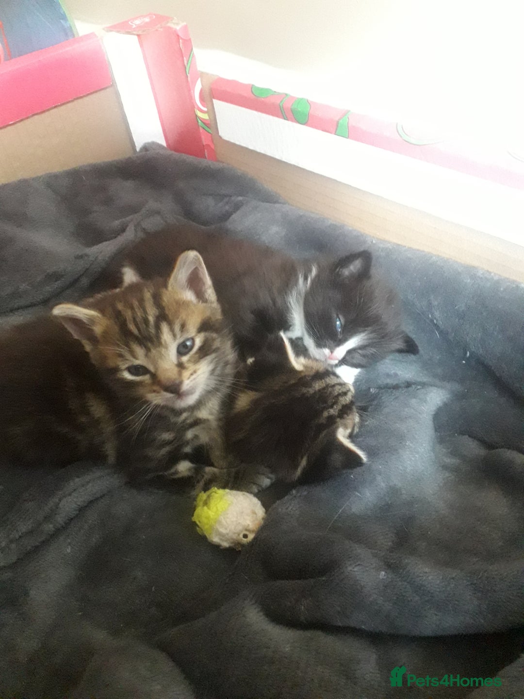 Mixed Breed cats for sale: 3 beautiful kittens  in Wakefield - Image 1