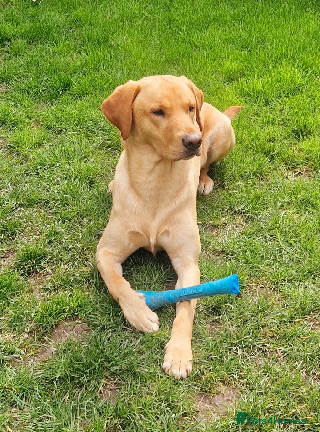 Labrador Retriever dogs for stud: Unproven Labrador Stud NO FEE. KC reg/BVA screened in Brecon - Advert 8
