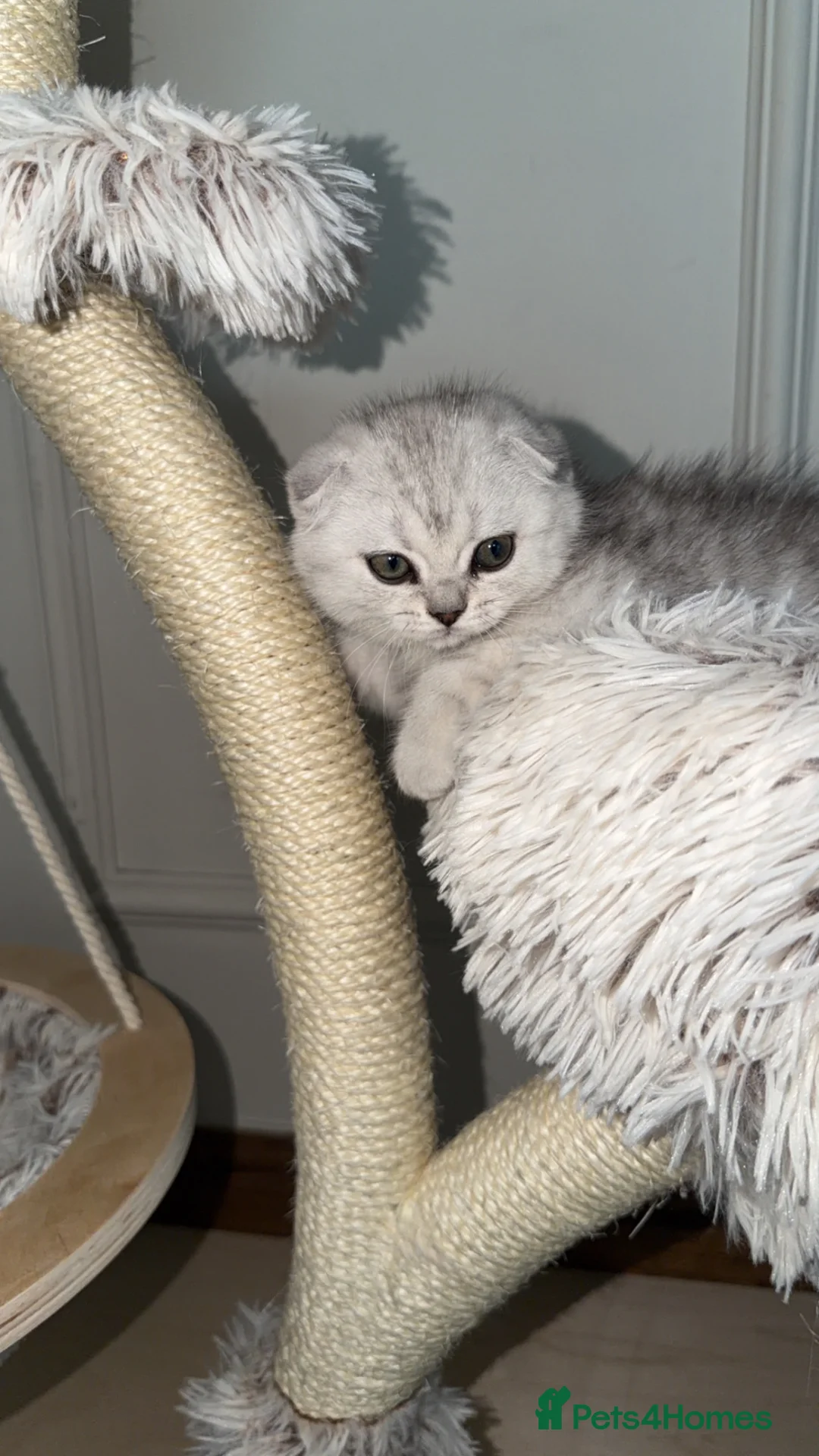 British Shorthair cats for sale: Beautiful British Shorthair× Scottish Fold Kittens - Advert 2