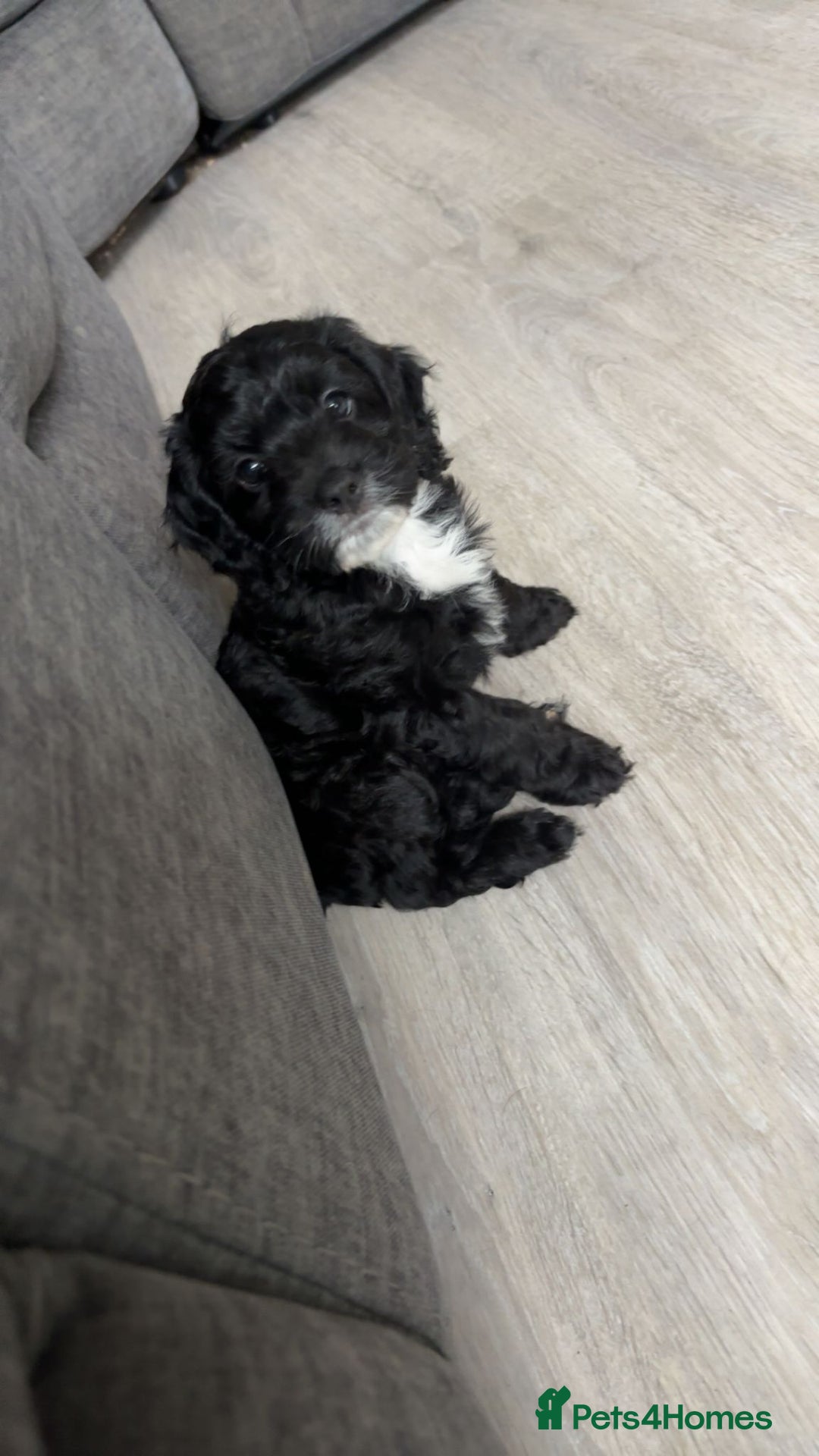 Cockapoo dogs for sale: We have Four Beautiful Cockerpoo Puppies Available - Image 16