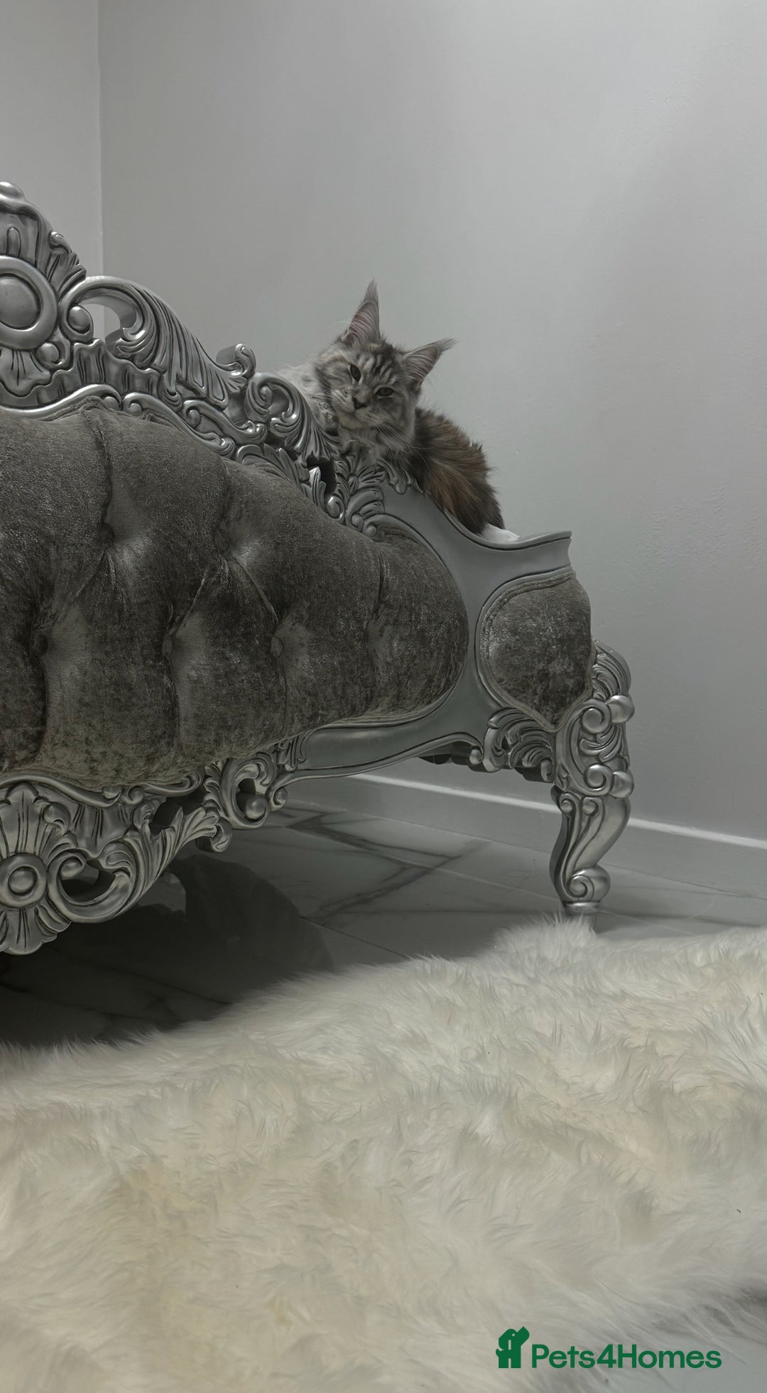 Maine Coon cats for sale: Stunning White Maine Coon Kittens – XXL Bloodline - Advert 6