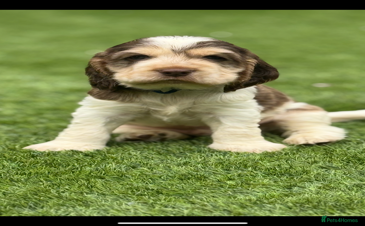 Cocker Spaniel dogs - Advert 3