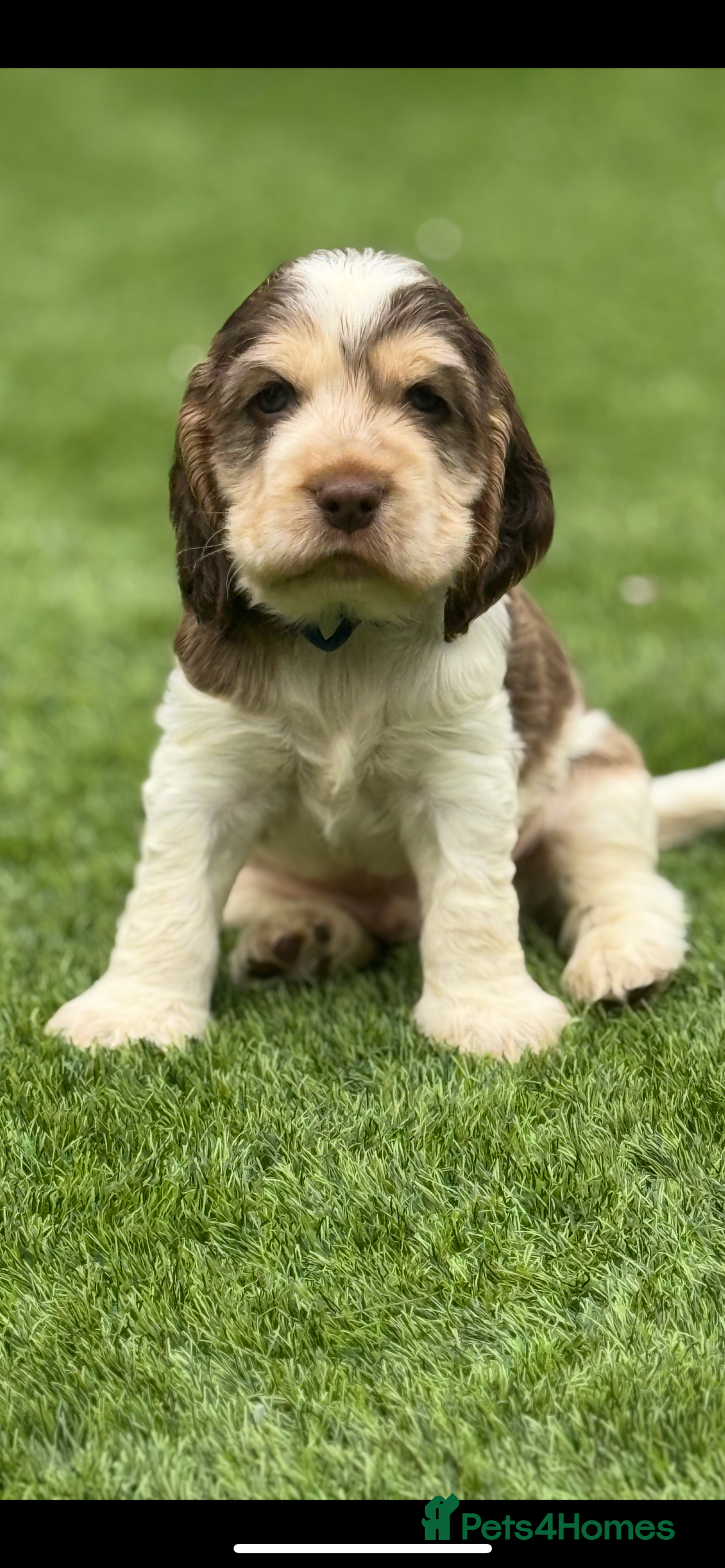Cocker Spaniel dogs for sale: Quality English Show Cocker Spaniels (Serci Lines) - Image 2