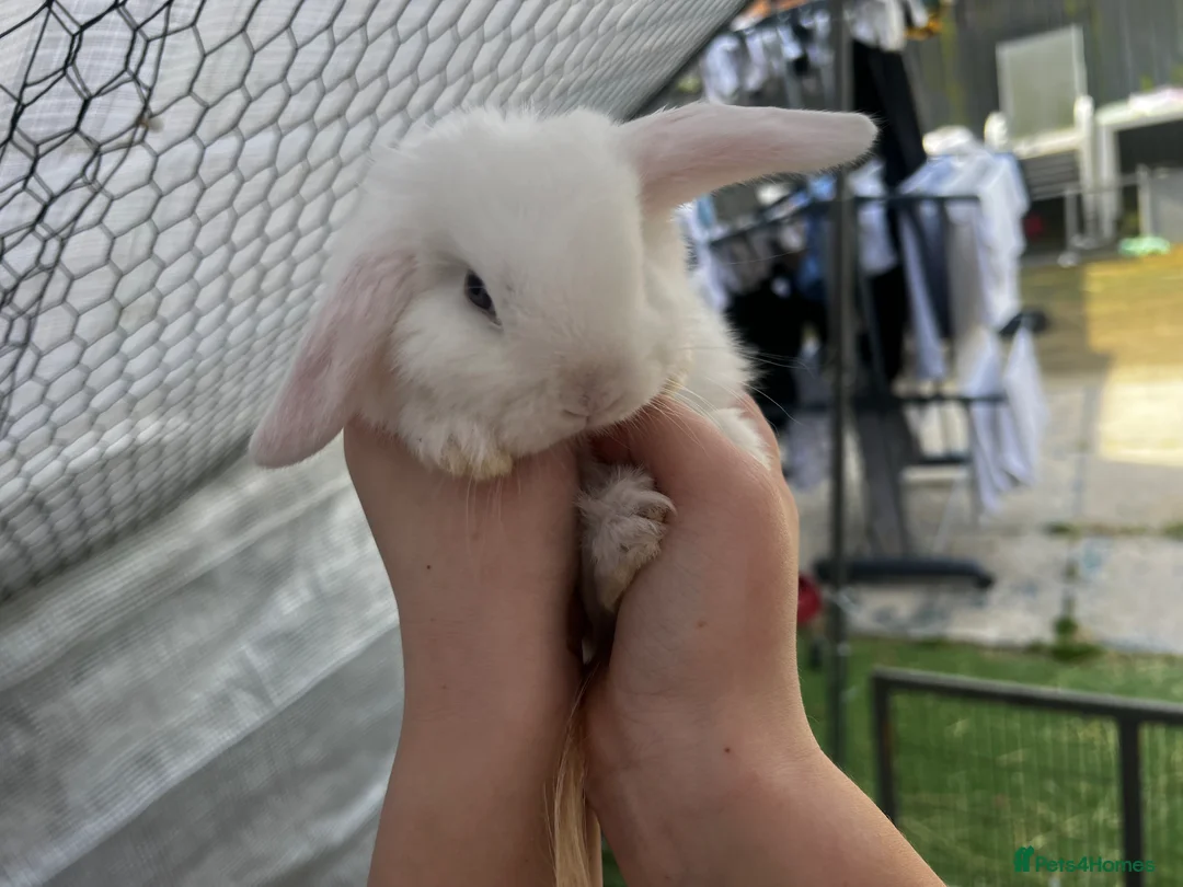 English Lop rabbits for sale: Beautiful black and white bunnies  - Advert 1