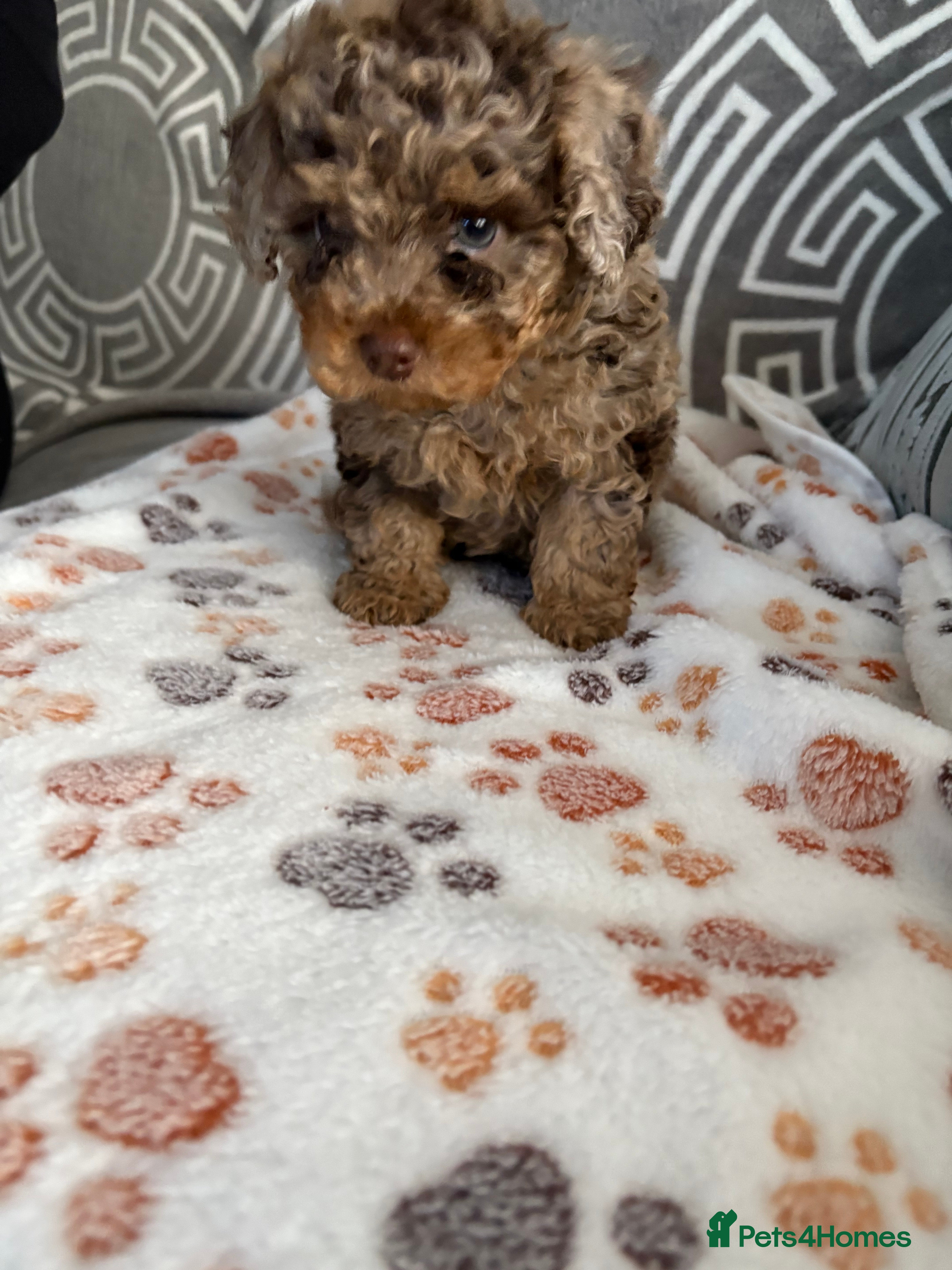 Cockapoo dogs Miniature Cockapoos - Advert 4