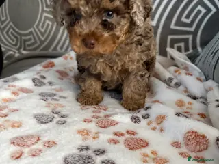 Cockapoo dogs Miniature Cockapoos - Advert 4