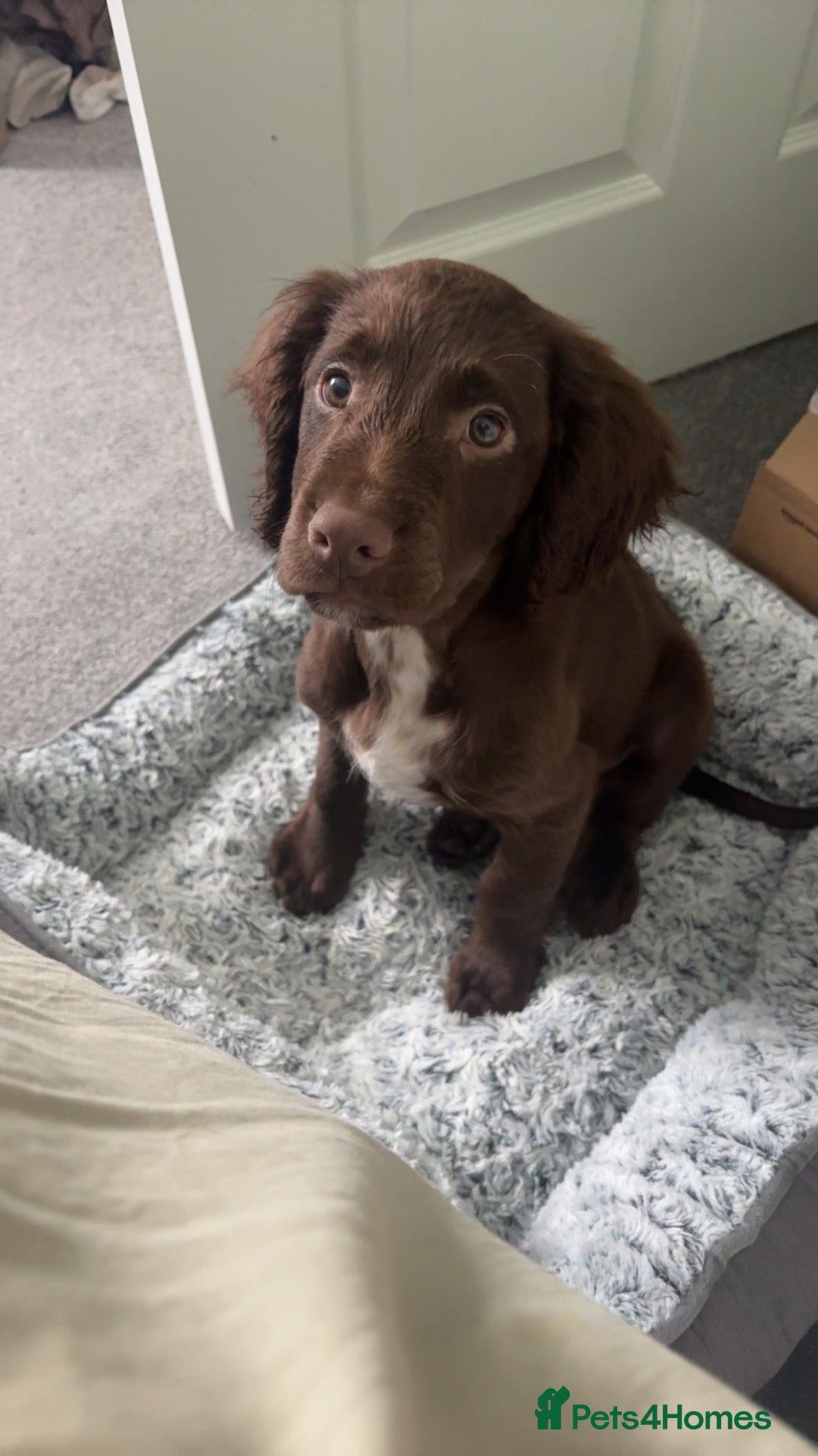 Sprocker dogs for sale: Male Sprocker Puppy - Advert 9