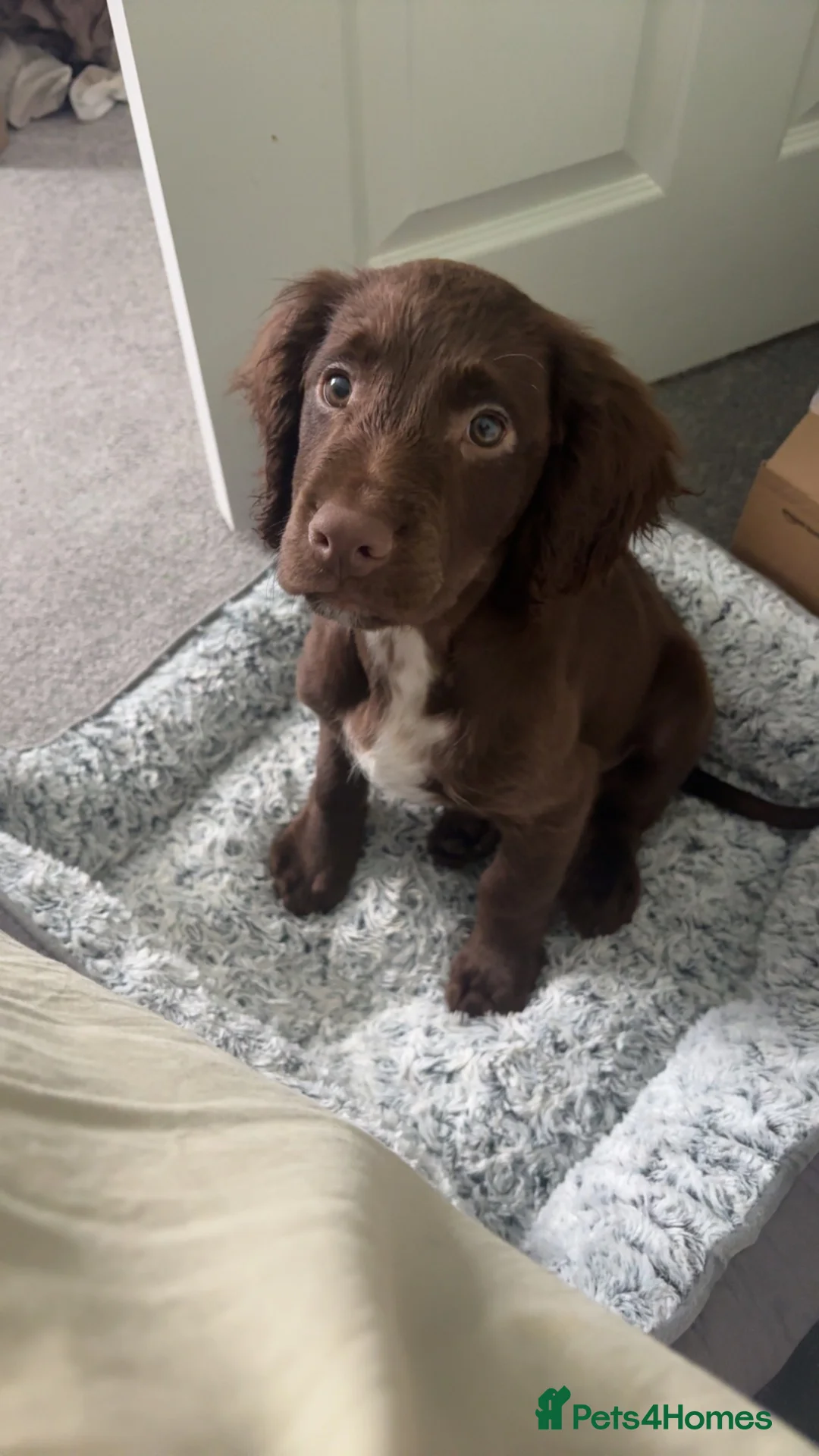 Sprocker dogs for sale: Male Sprocker Puppy - Advert 1