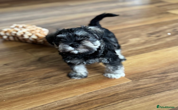 Miniature Schnauzer dogs  kc/Bva eye tested clear vet checked & certificate - Advert 2