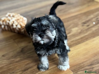 Miniature Schnauzer dogs kc/Bva eye tested clear vet checked & certificate - Advert 5