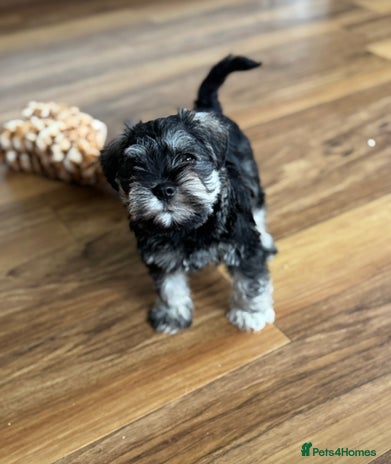 Miniature Schnauzer dogs kc/Bva eye tested clear vet checked & certificate - Advert 2