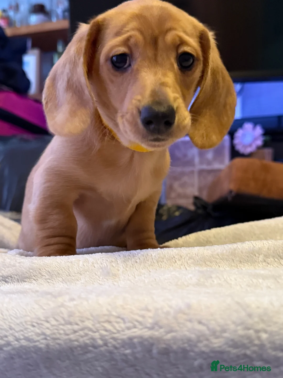 Miniature Dachshund dogs for sale: Ready now! KC miniature dachshund - Advert 17