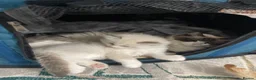 Ragdoll cats for sale: 4 lovely Blue Lynx Bicolour Ragdolls Kittens - Advert 16