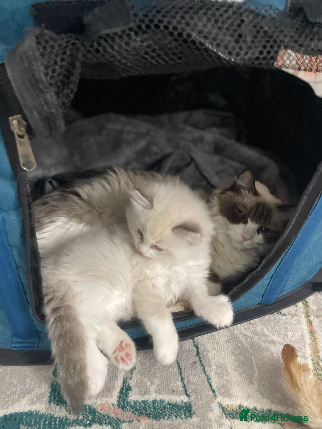 Ragdoll cats for sale: 4 lovely Blue Lynx Bicolour Ragdolls Kittens - Advert 16