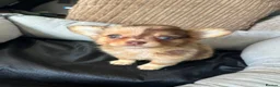 Chihuahua dogs for sale: Chihuahua puppies Russian ancesry with apple head  - Advert 20