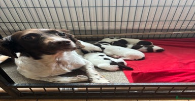 English Springer Spaniel dogs - Advert 5