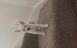 Domestic Shorthair cats for sale: 4 beautiful kittens - Image 14
