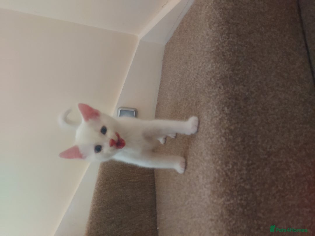 Domestic Shorthair cats for sale: 4 beautiful kittens - Image 14