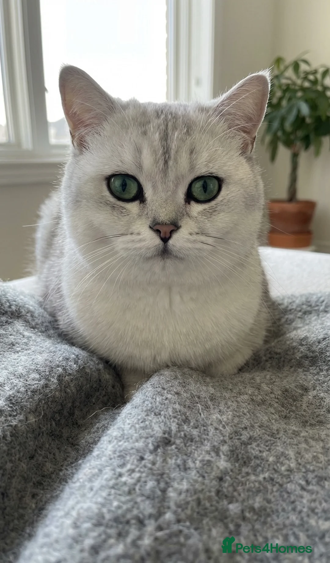 British Shorthair cats for sale: British Shorthair Male - Advert 2
