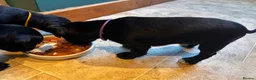 Mixed Breed dogs for sale: 2 female Patterpoos - Advert 4