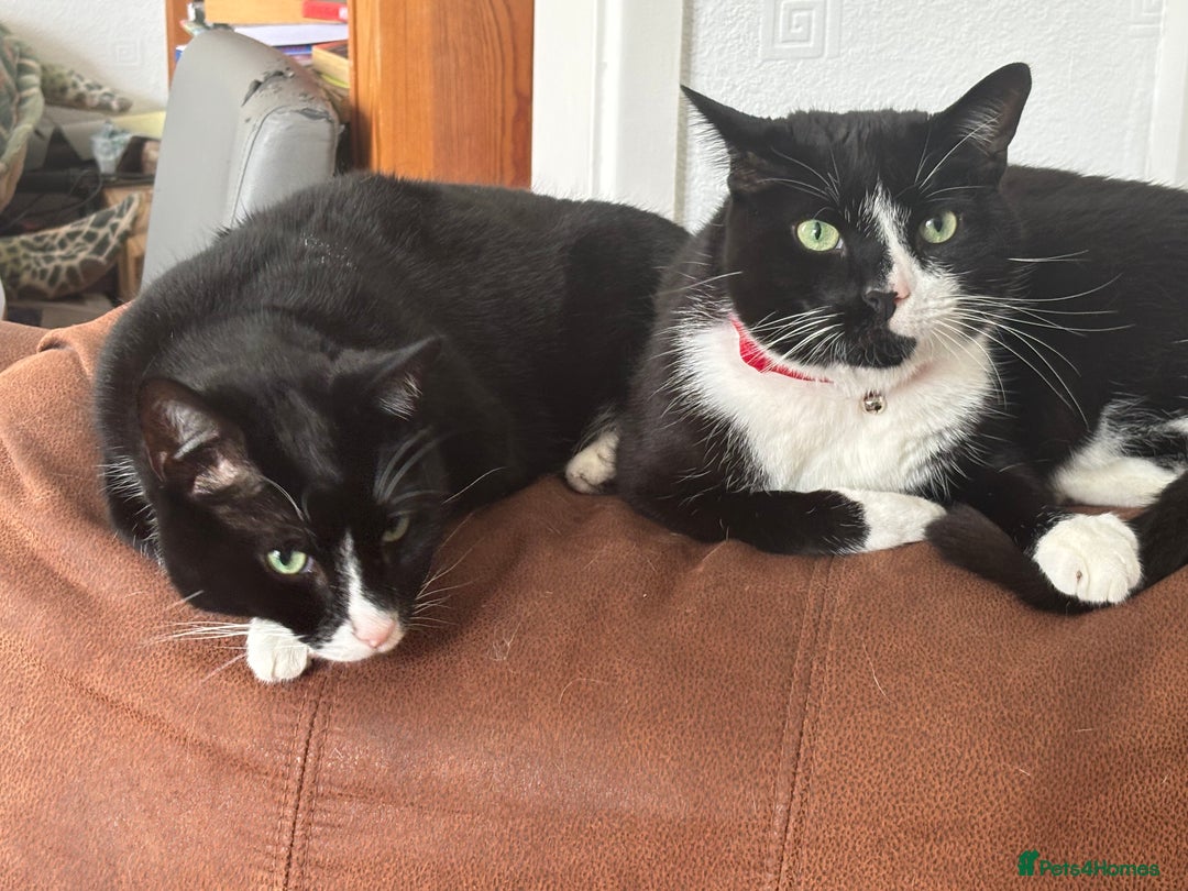 British Shorthair cats for sale: Two boys looking for a loving home - Image 1