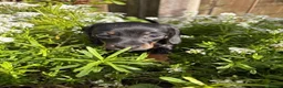 Dachshund dogs for sale: 4 mini dachshund puppies - Advert 5