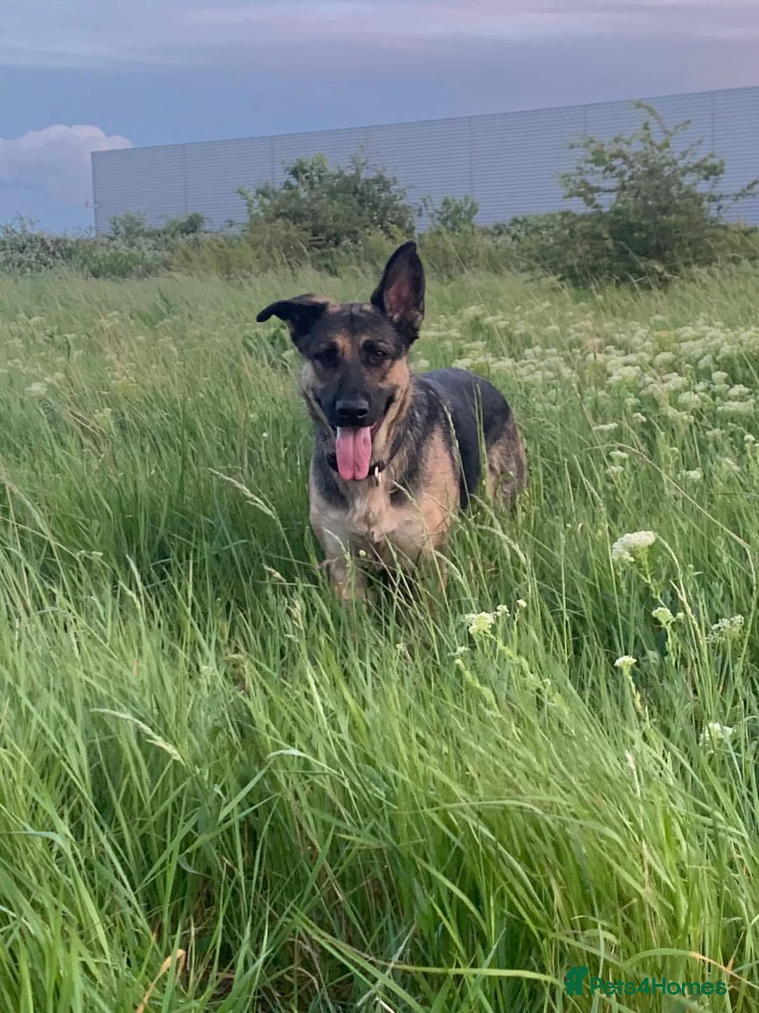 Mixed Breed dogs for sale: German Shepherd Rottweiler Puppies - Advert 2
