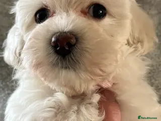 Maltipoo dogs 🐾Maltipoo Puppies🐾 (1 Girl Left) - Advert 17