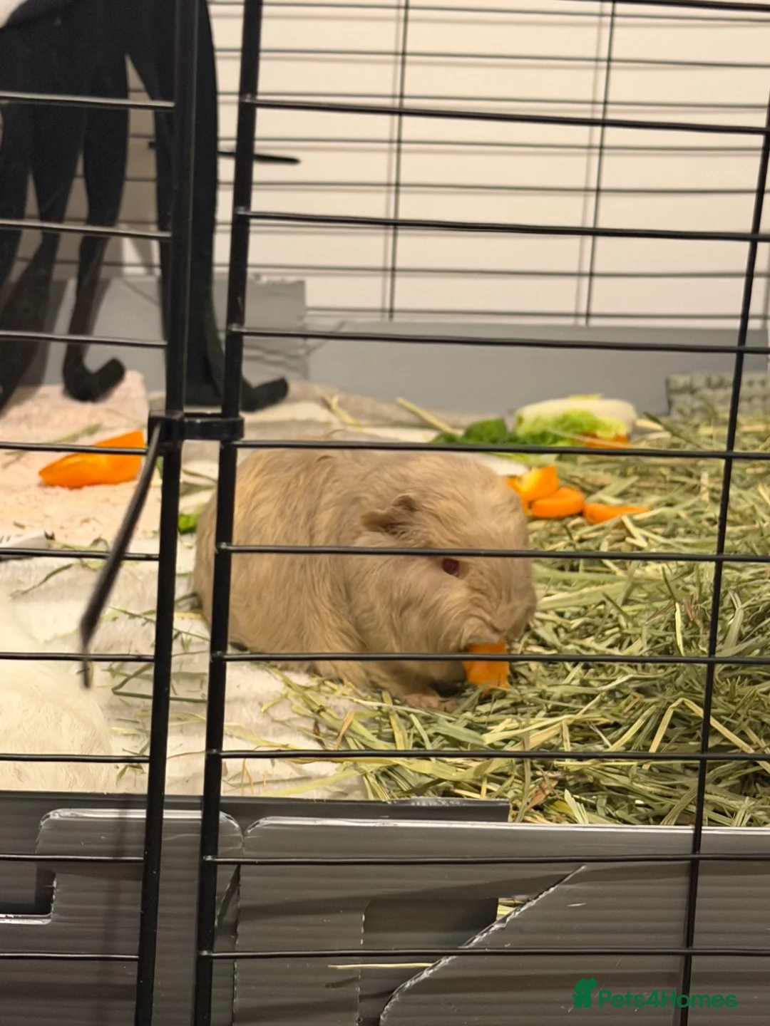 Guinea Pig rodents for sale: Well handled sheltie x teddy baby boar guinea pigs - Advert 5