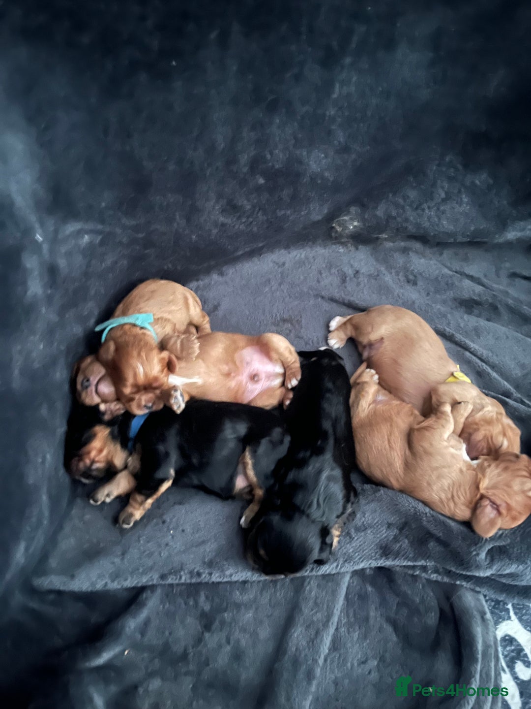Cavalier King Charles Spaniel dogs for sale: 5 beautiful Cavalier King Charles puppies - Advert 20
