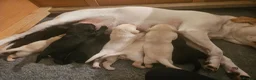 Labrador Retriever dogs for sale: KC Registered Health Tested Labrador Pups - Advert 2