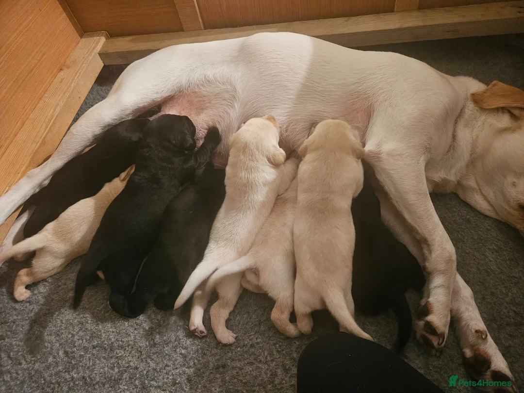 Labrador Retriever dogs for sale: KC Registered Health Tested Labrador Pups - Advert 2